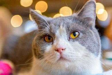 《Lynked: Banner of the Spark》将于5月22日多平台登录